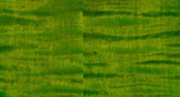 CUSTOM 24 PIEZO ERIZA VERDE